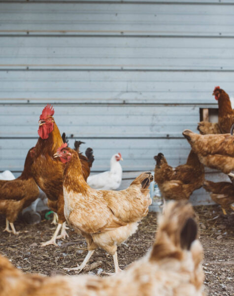 a-flock-of-various-chicken-breeds-on-a-lively-farm-n2mb753fxd3x8c55