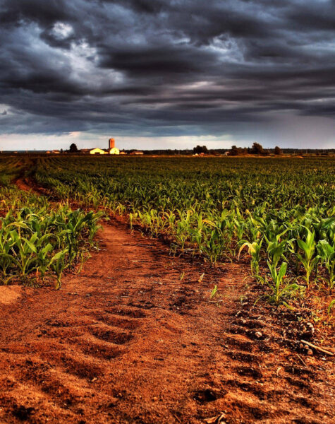 corn-farm-agriculture-wzb8jnli9h487izs