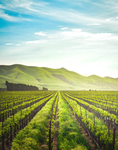 spectacular-agricultural-heartland-california-farm-didr0mm5whlkiuj4