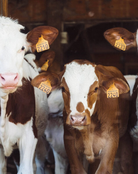 three-healthy-cows-on-a-dairy-farm-5hdjlqkiynrycnm4